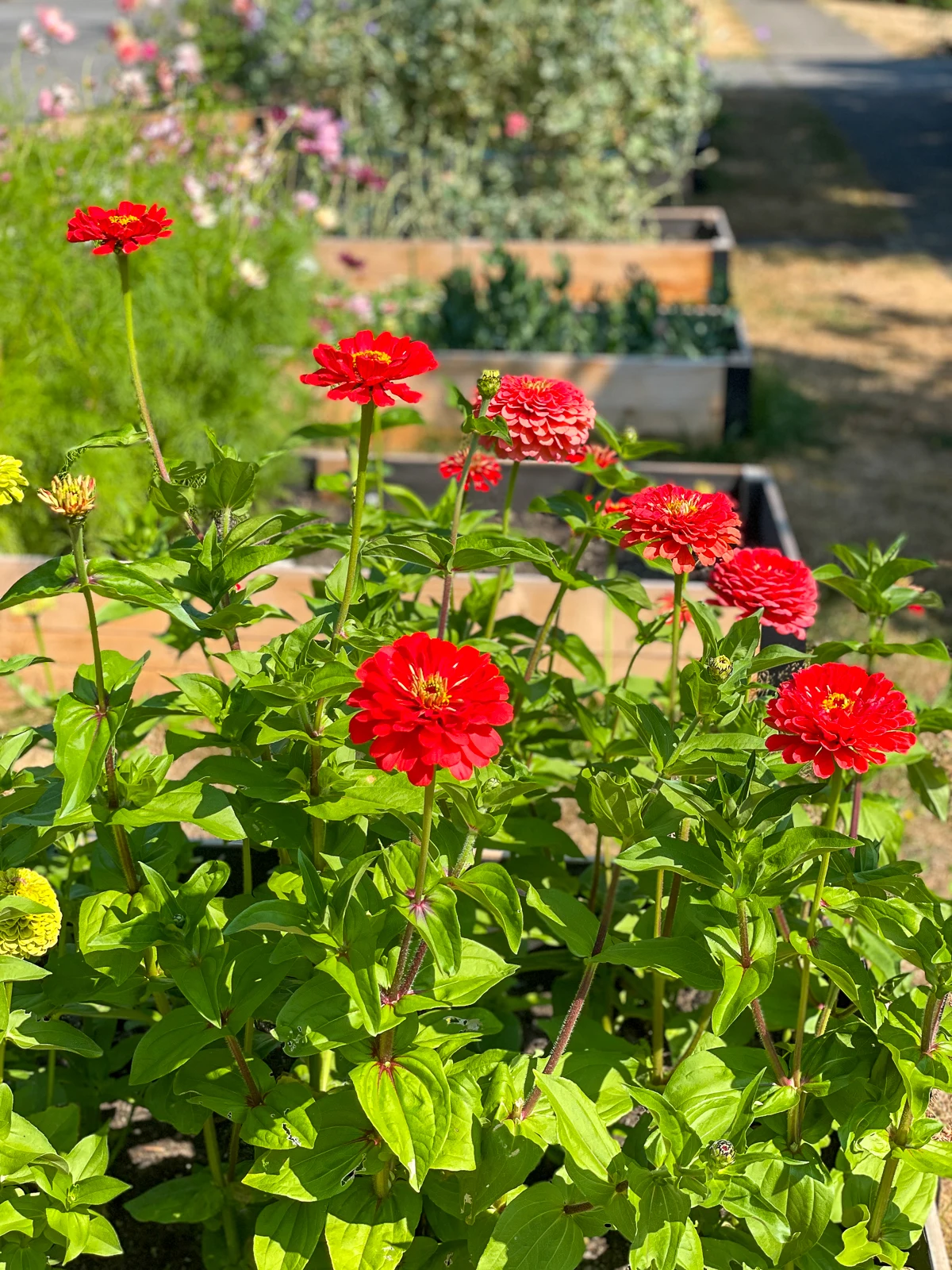 zinnias growing in raised bed