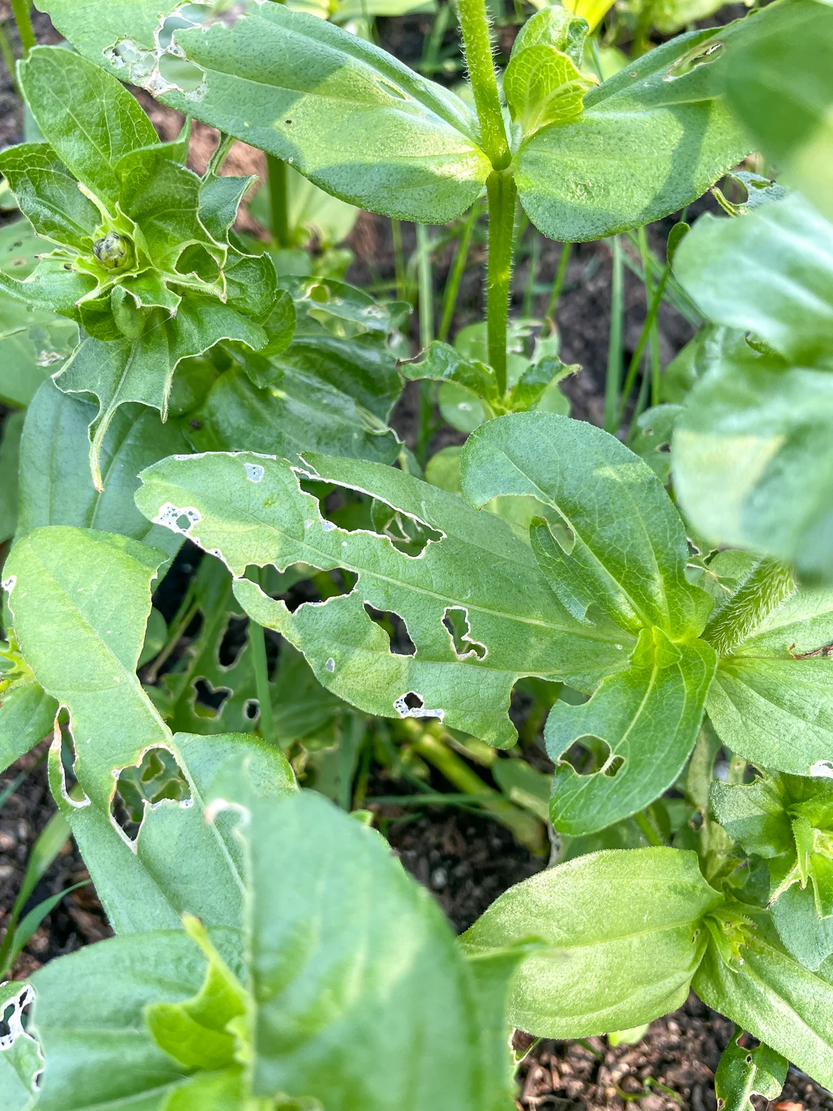 slug damage on zinnia leaves