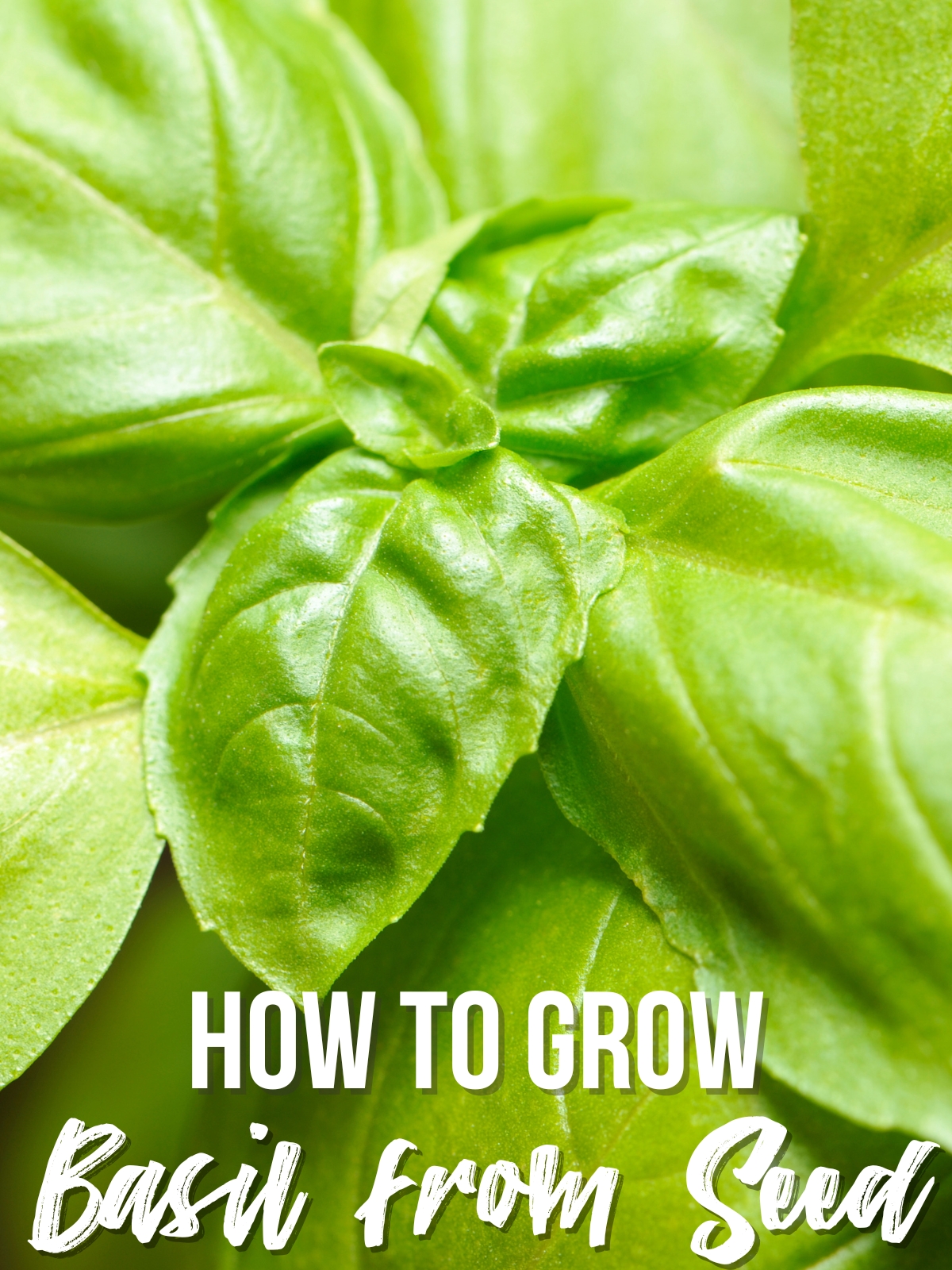 how to grow basil from seed