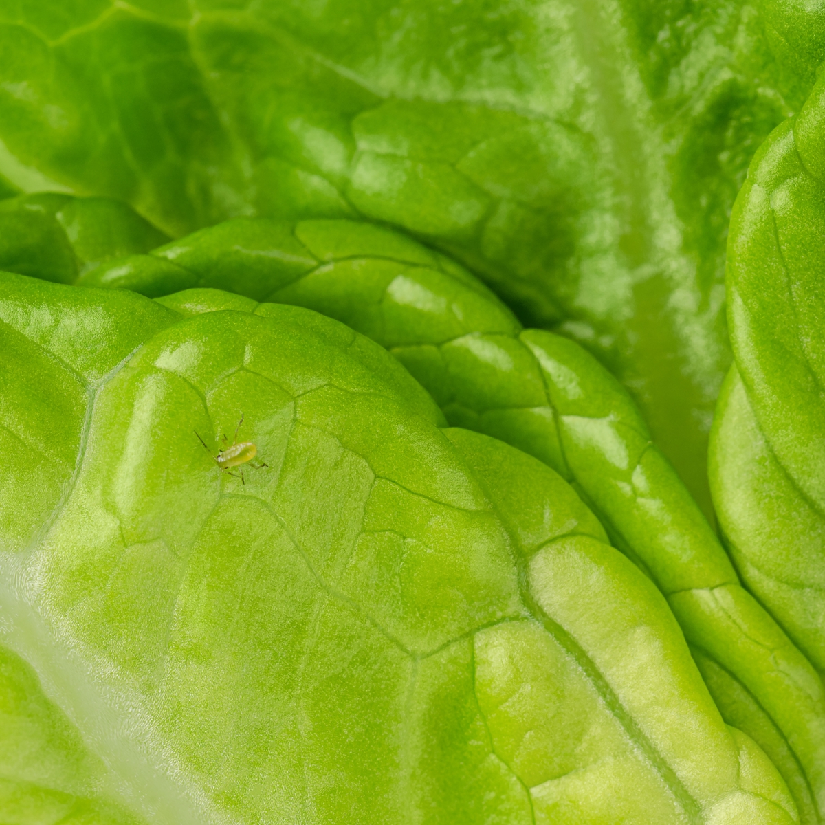 aphid on lettuce leaf