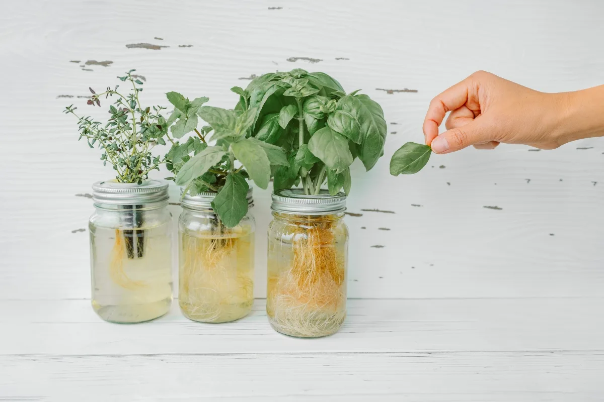 basil and other herbs growing from cuttings in water