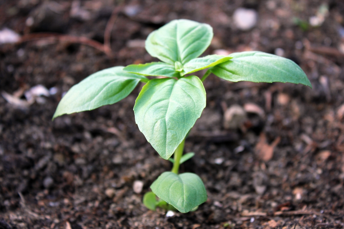 basil seedling planted in the ground