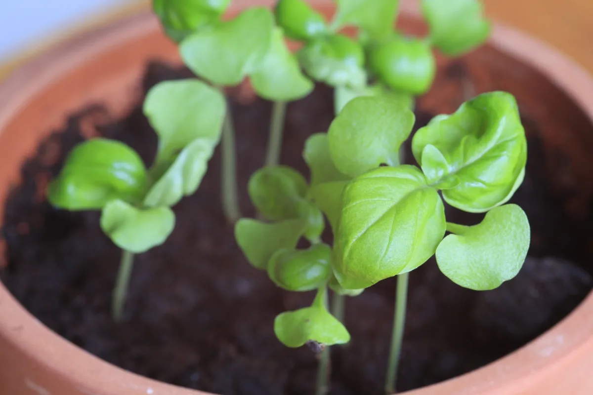 basil seedlings in a pot