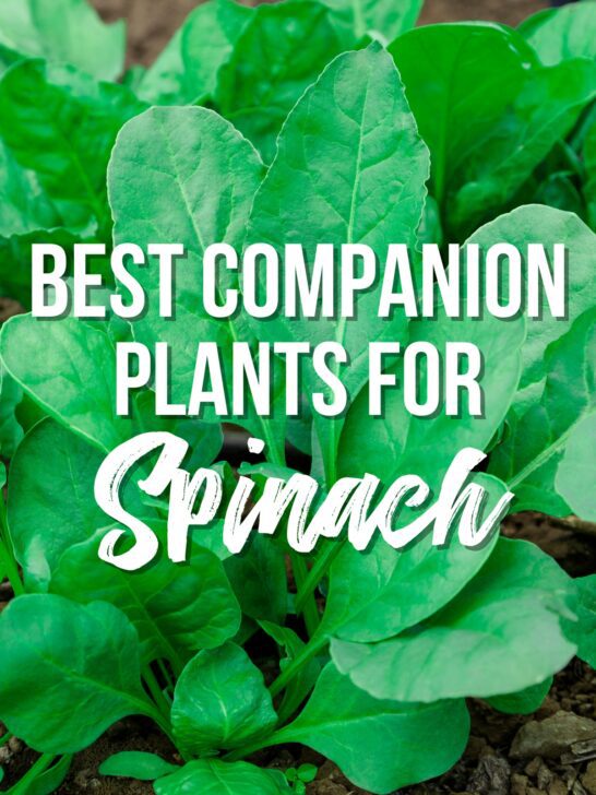 21 Companion Plants for Spinach (and 9 to avoid!)