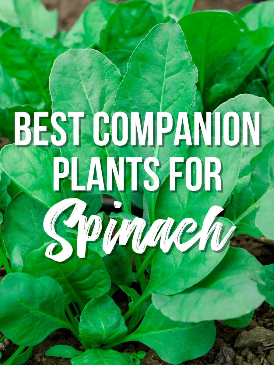 21 Companion Plants for Spinach (and 9 to avoid!)