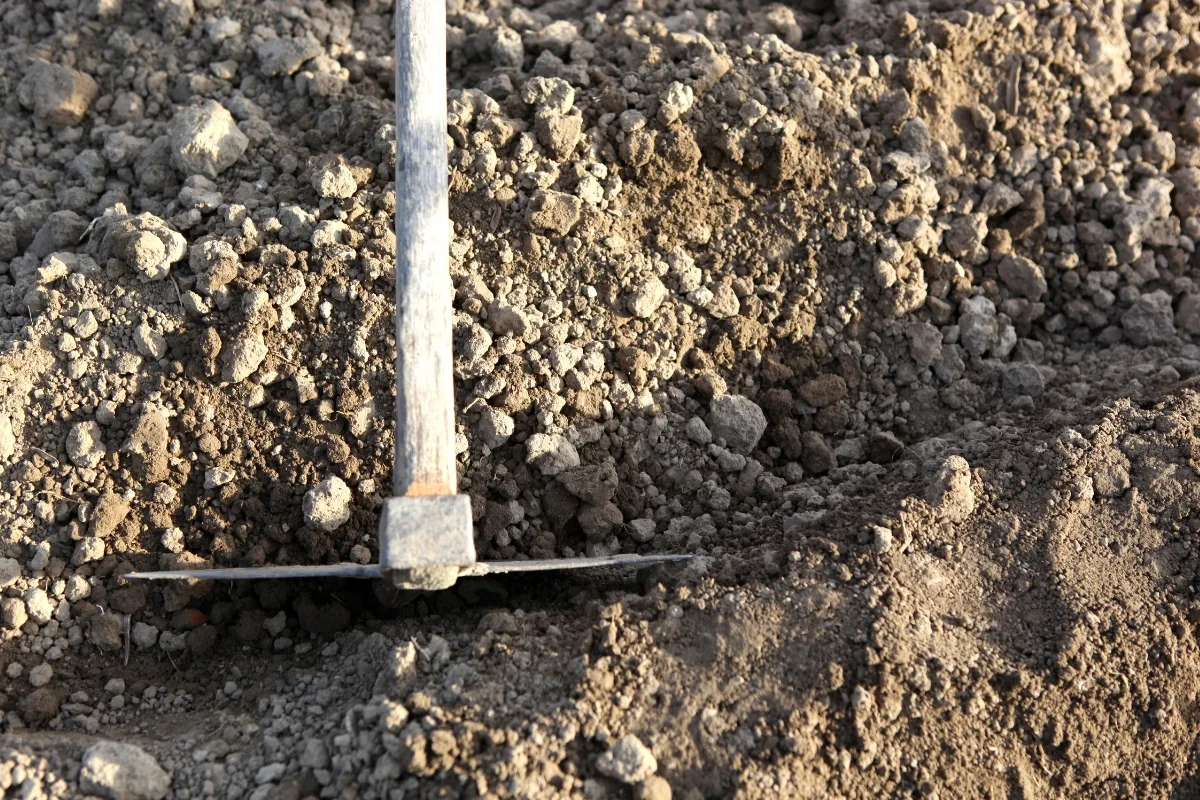 clearing rocks from vegetable garden with a hoe