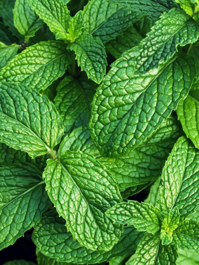 HOW TO GROW MINT FROM SEED
