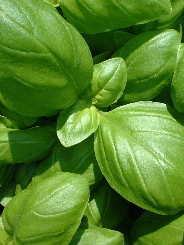 HOW TO GROW BASIL FROM SEED