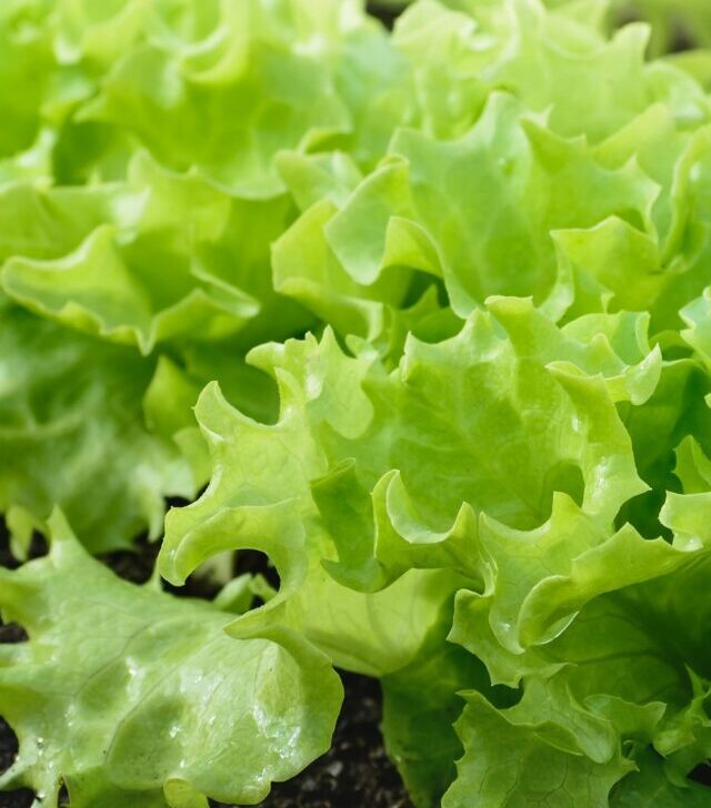 leaf lettuce grown from seed