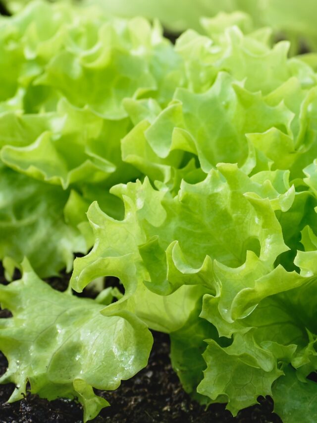 HOW TO GROW LETTUCE FROM SEED