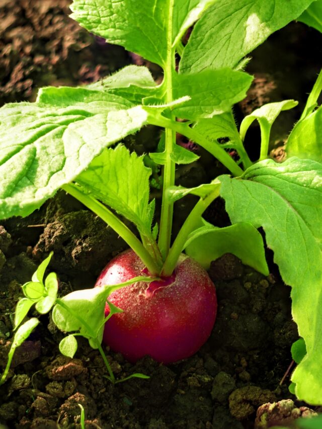 HOW TO GROW RADISHES FROM SEED