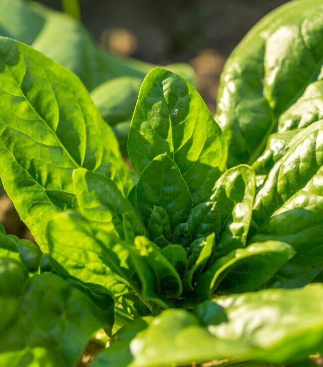 Spinach plant growing in a garden.