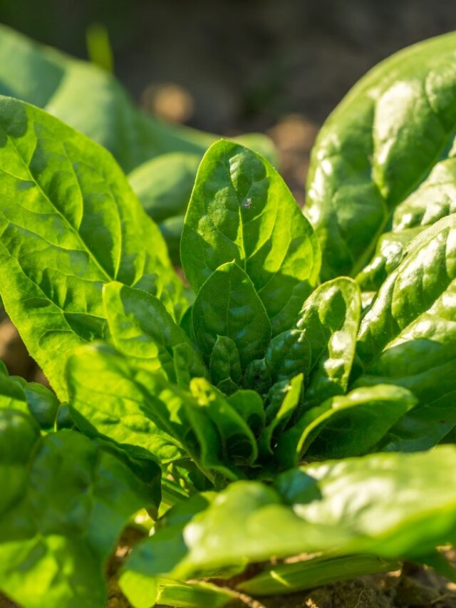 21 BEST COMPANION PLANTS FOR SPINACH