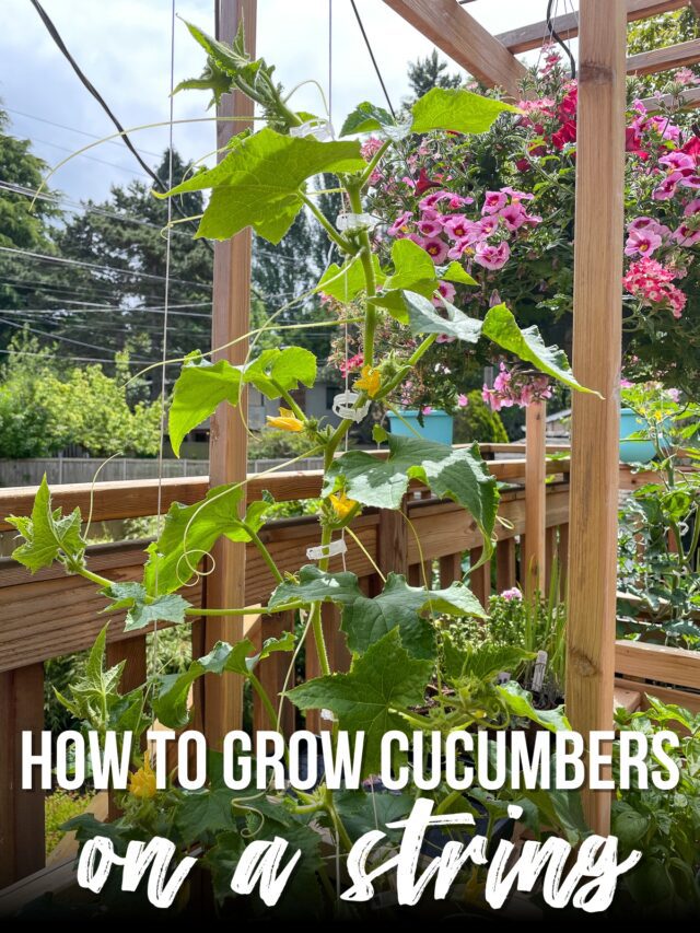 How to Trellis Cucumbers on a String - growhappierplants.com