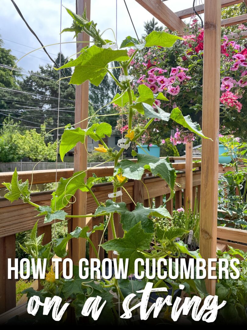 How to Trellis Cucumbers on a String - growhappierplants.com