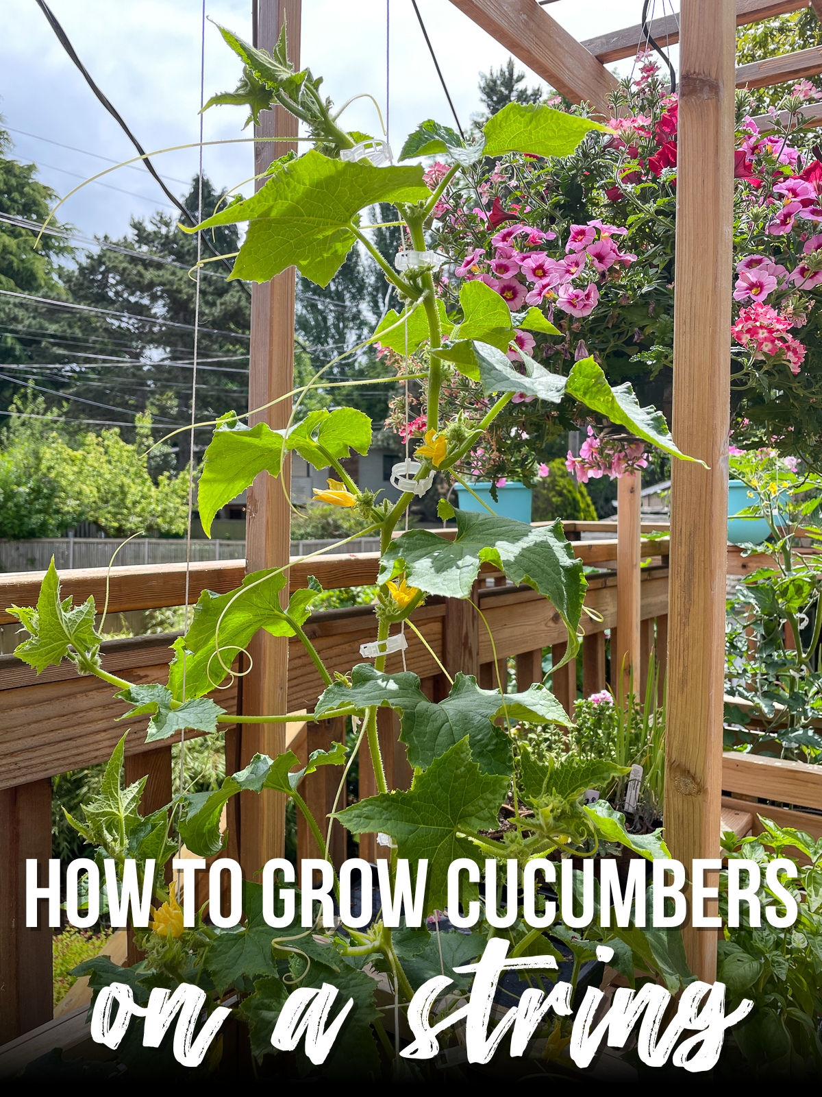 how to grow cucumbers on a string