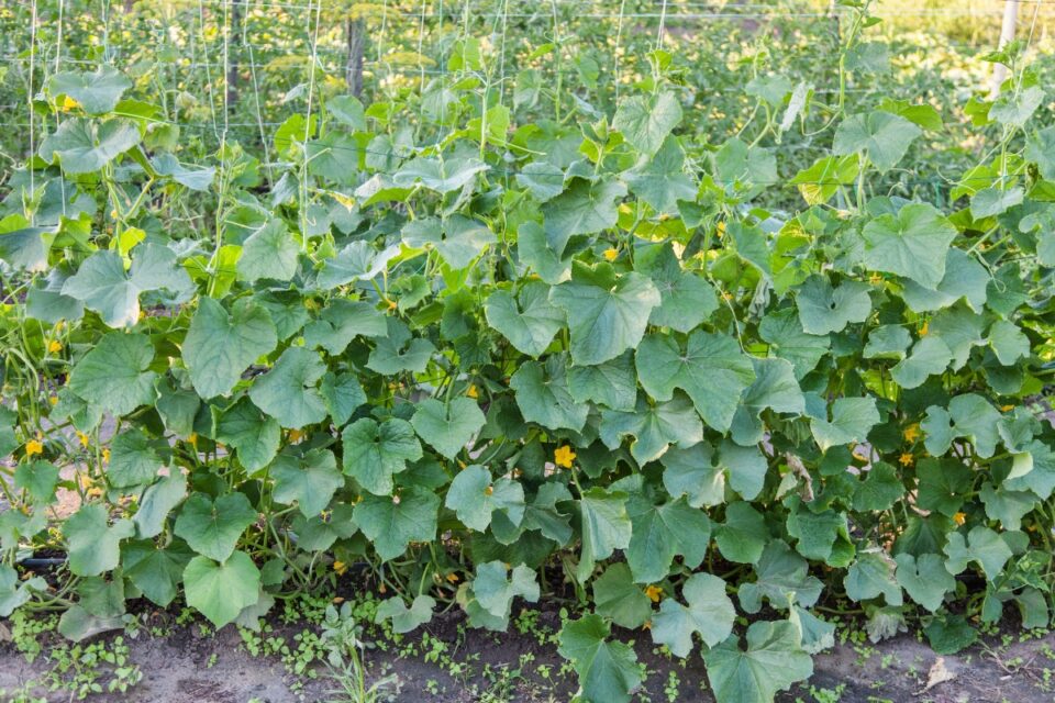 How to Trellis Cucumbers on a String - growhappierplants.com