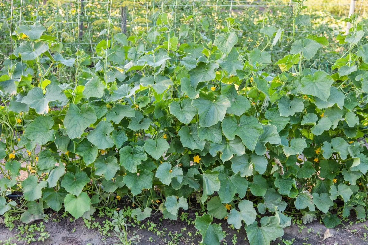 cucumbers growing on a grid of string vertically