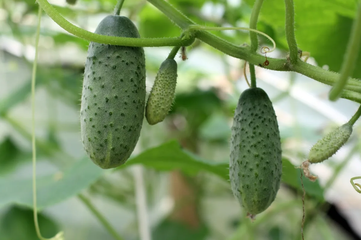 cucumbers hanging down from vine