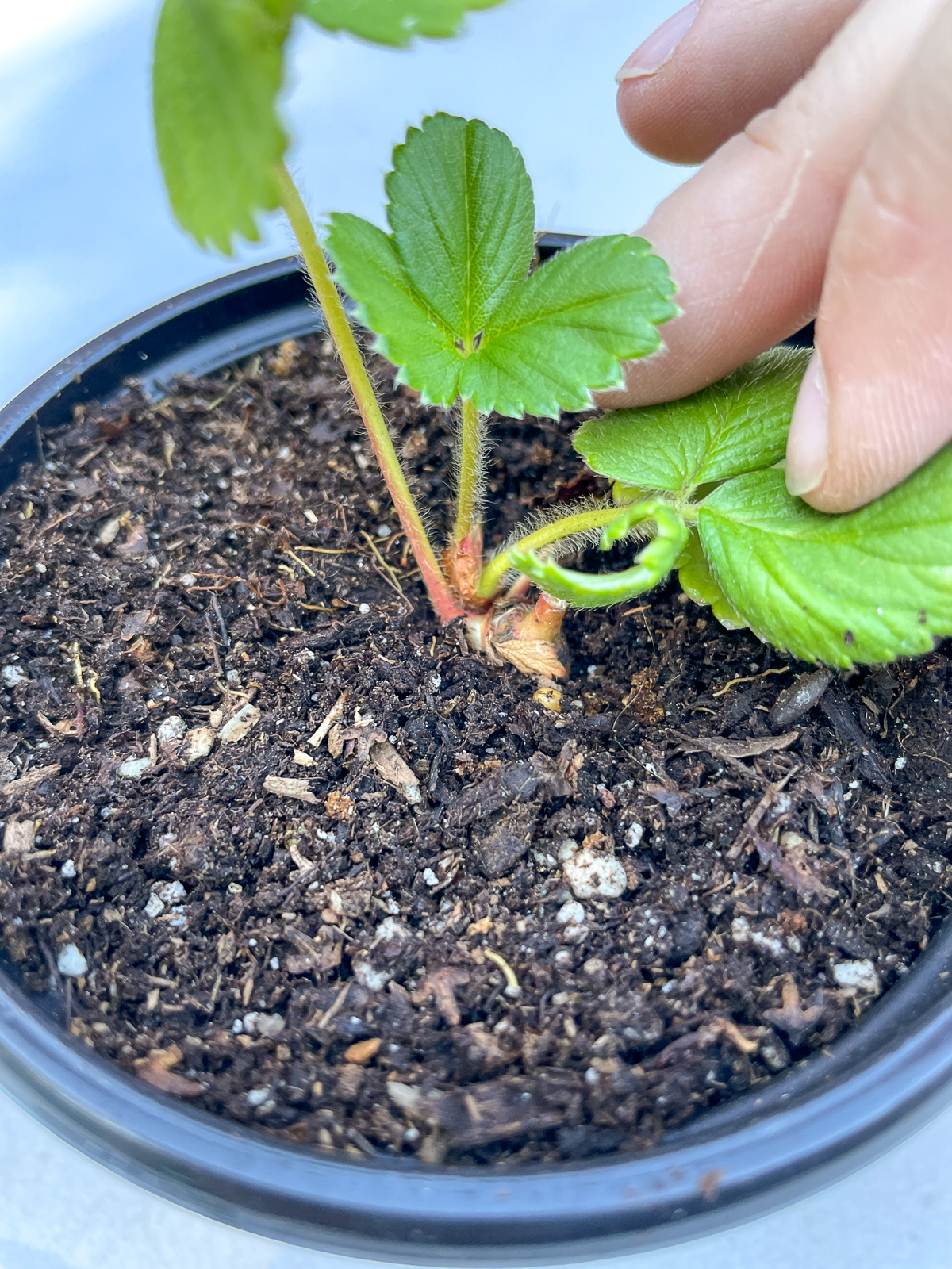 cut strawberry runner in potting soil for propagation