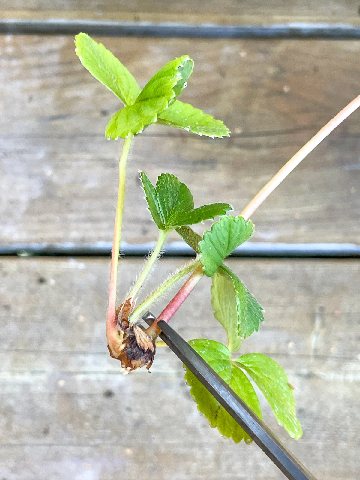 cutting a strawberry runner for propagation