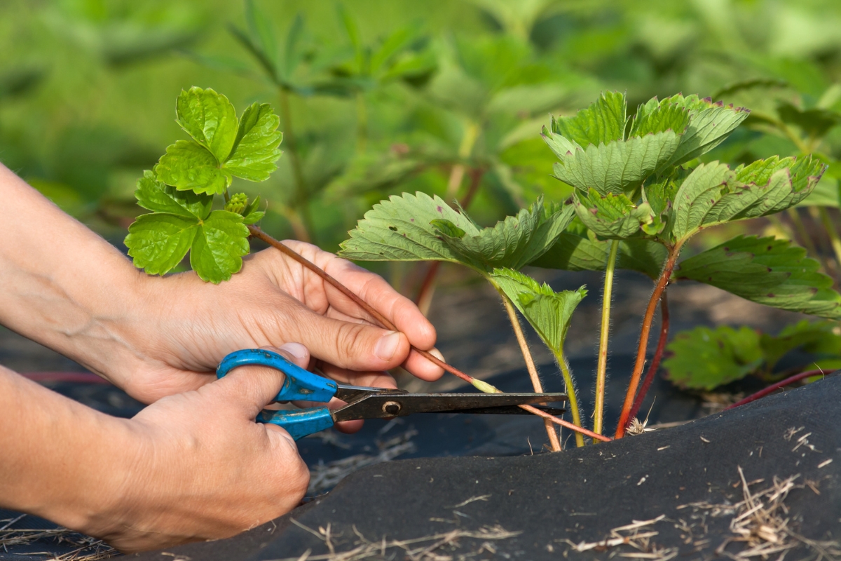 cutting strawberry runners from mother plant