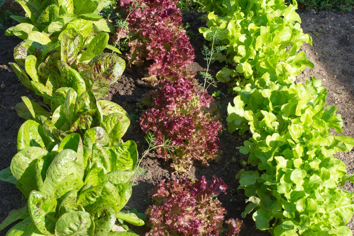 different lettuce varieties growing in garden bed