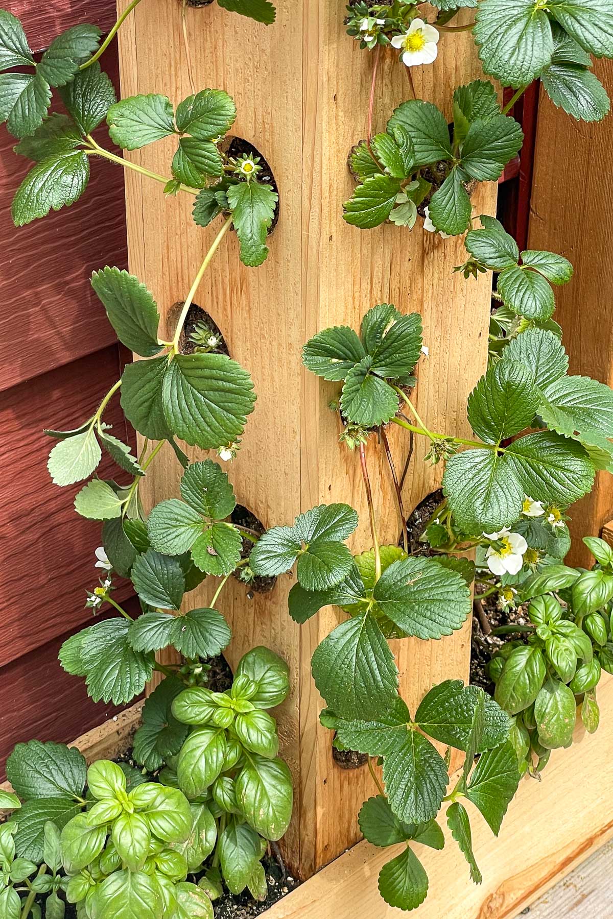 strawberry planter with holes in the sides for each plant