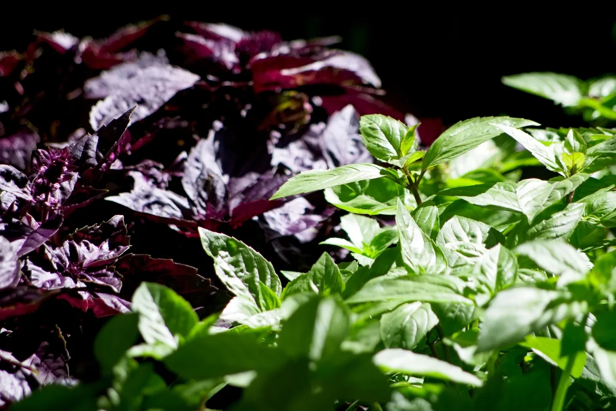 sweet basil and purple leafed basil plants