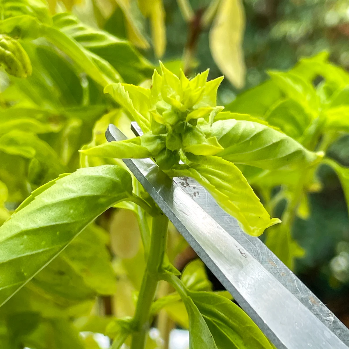 cutting flower buds off basil plant