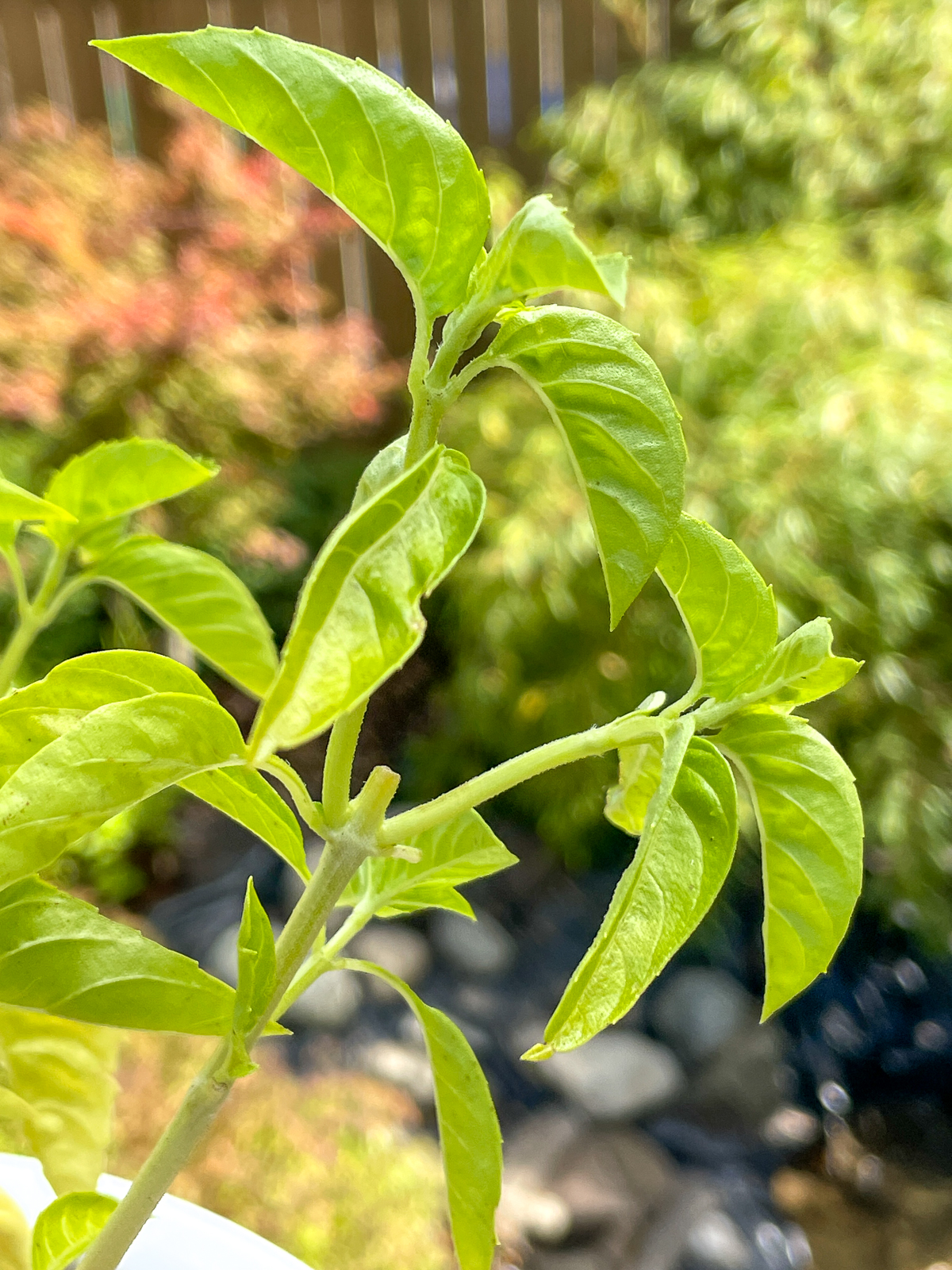 cut basil stem created two branches with more leaves