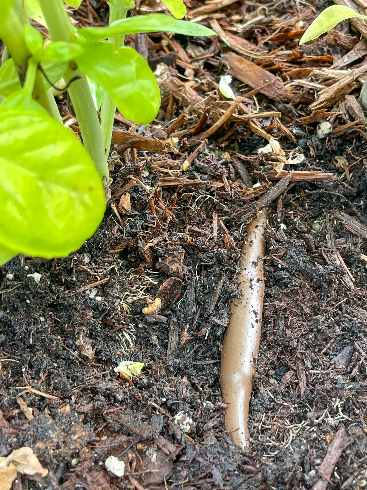 drip irrigation under mulch for watering basil plants