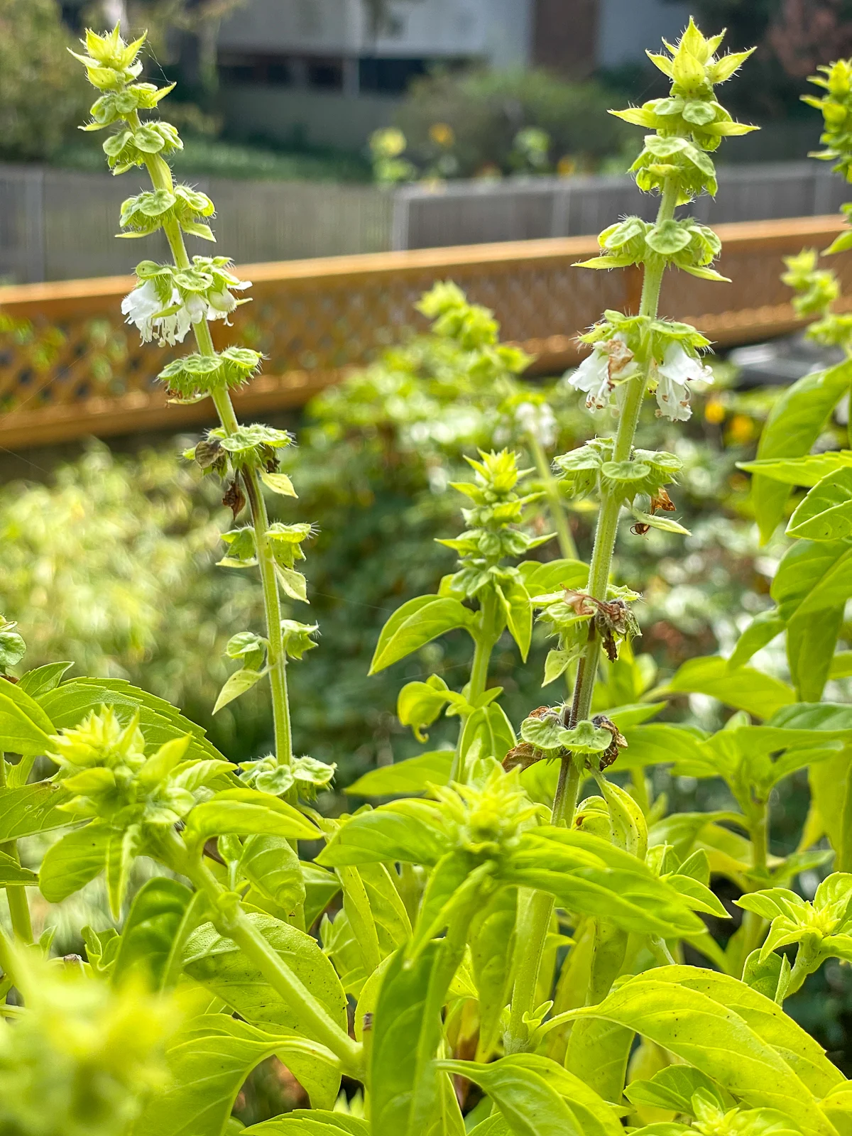 basil flowers setting seed