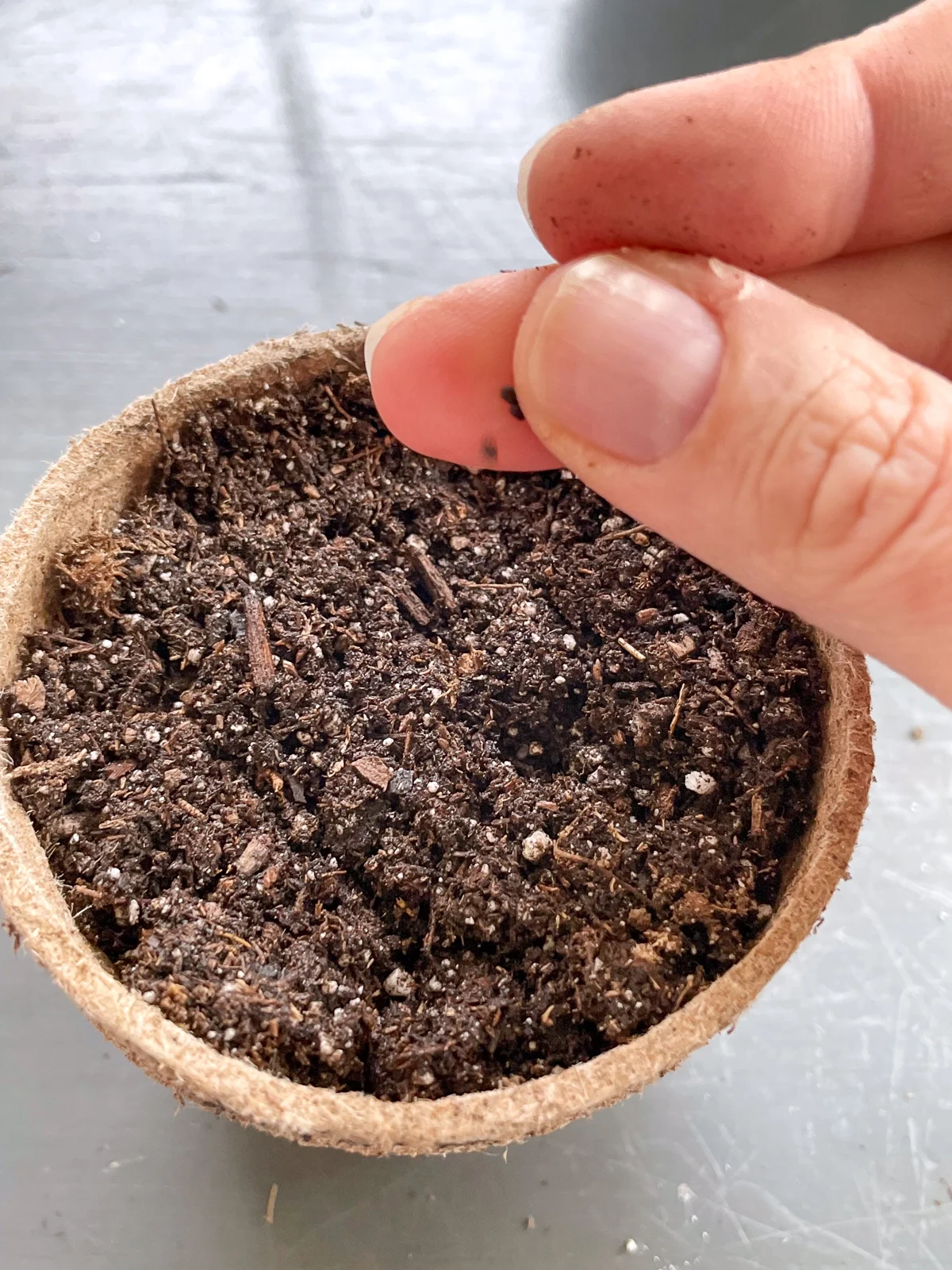 planting basil seeds in a small peat pot