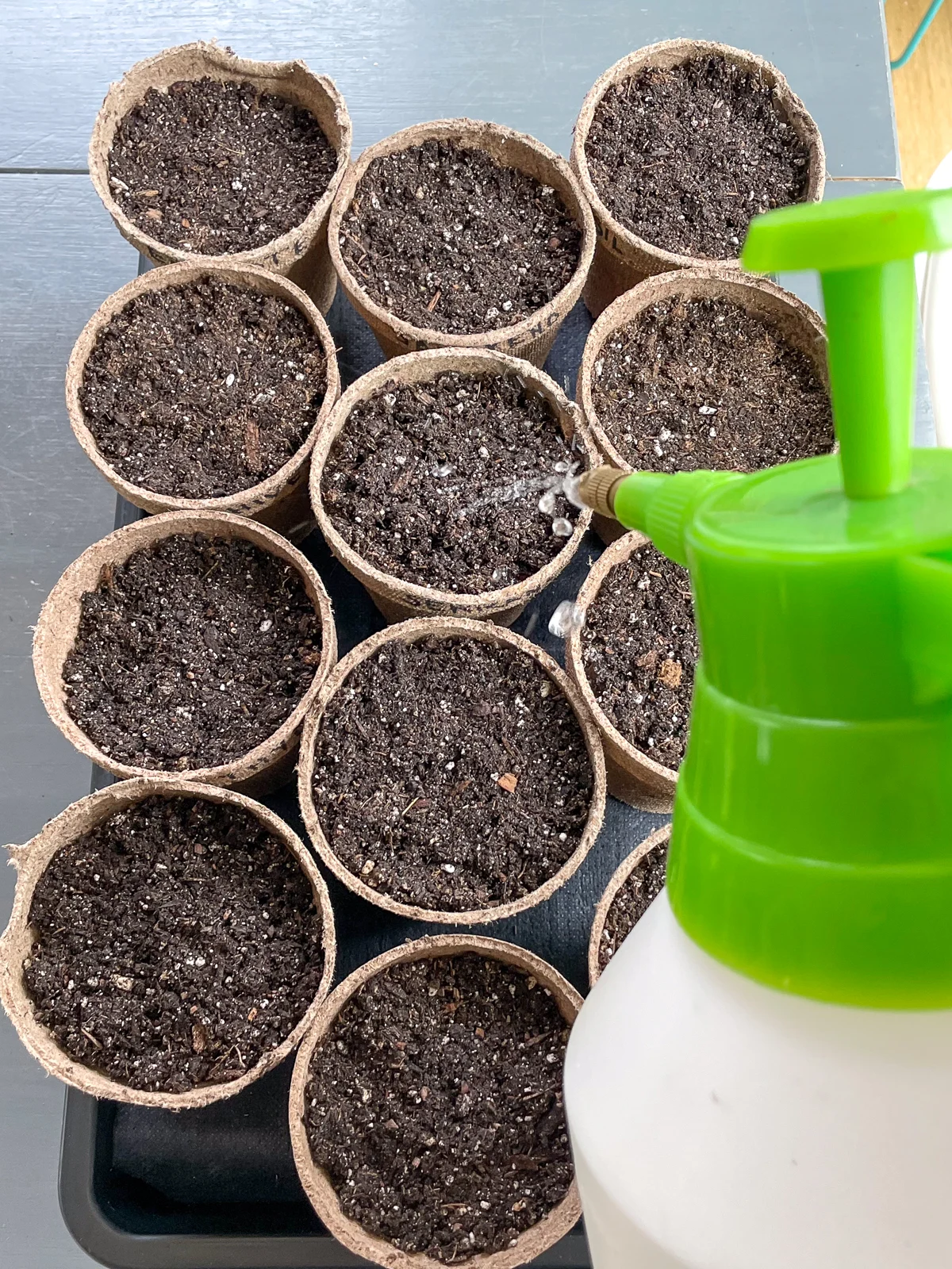 watering seeds in peat pots