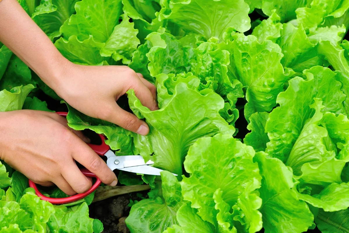 harvesting individual leaves of lettuce