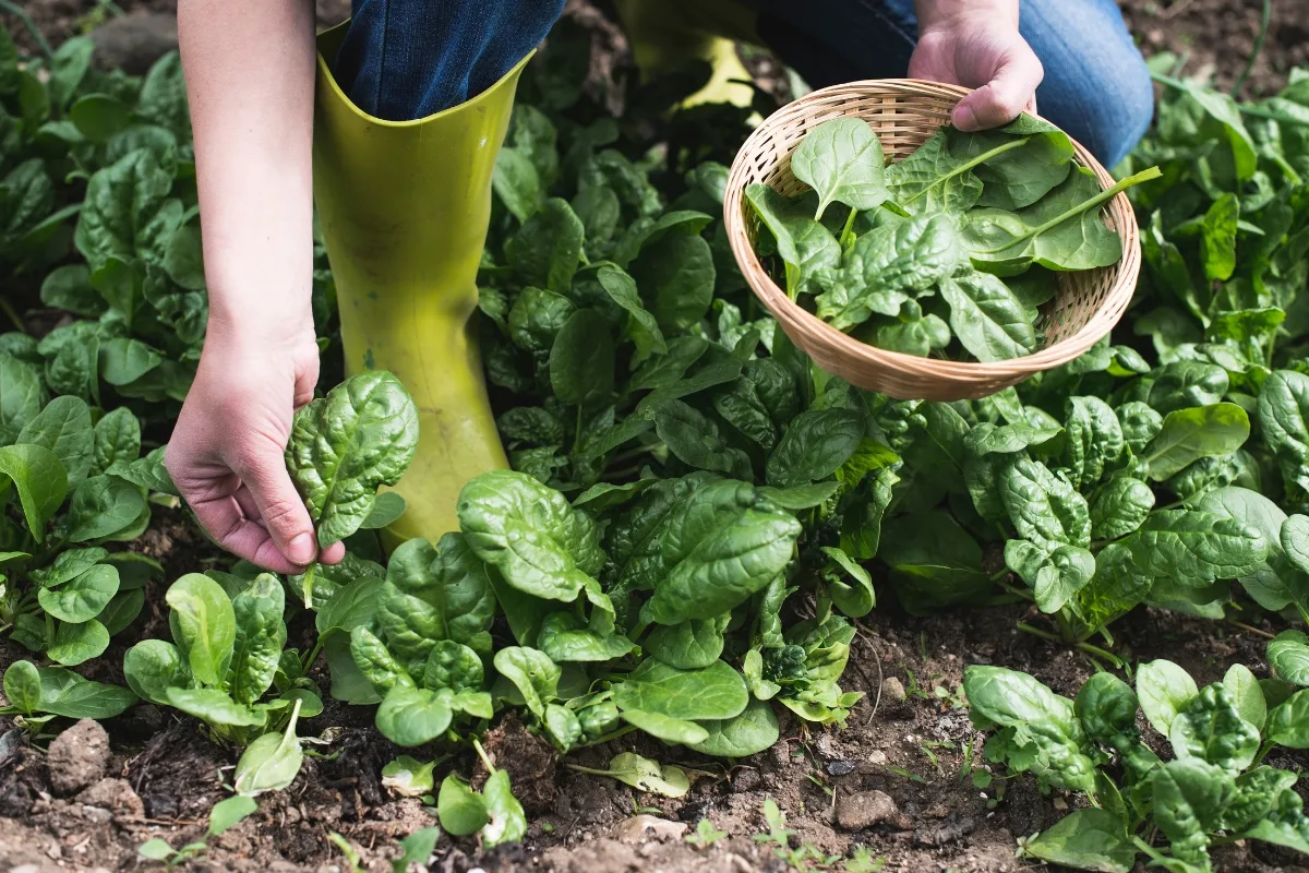 harvesting spinach leaves