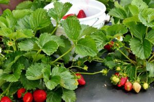 What to do with strawberry runners - growhappierplants.com