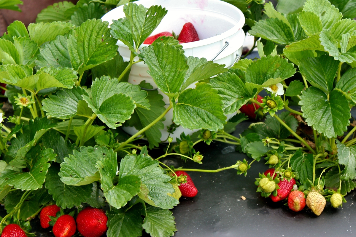 harvesting strawberries in a bucket