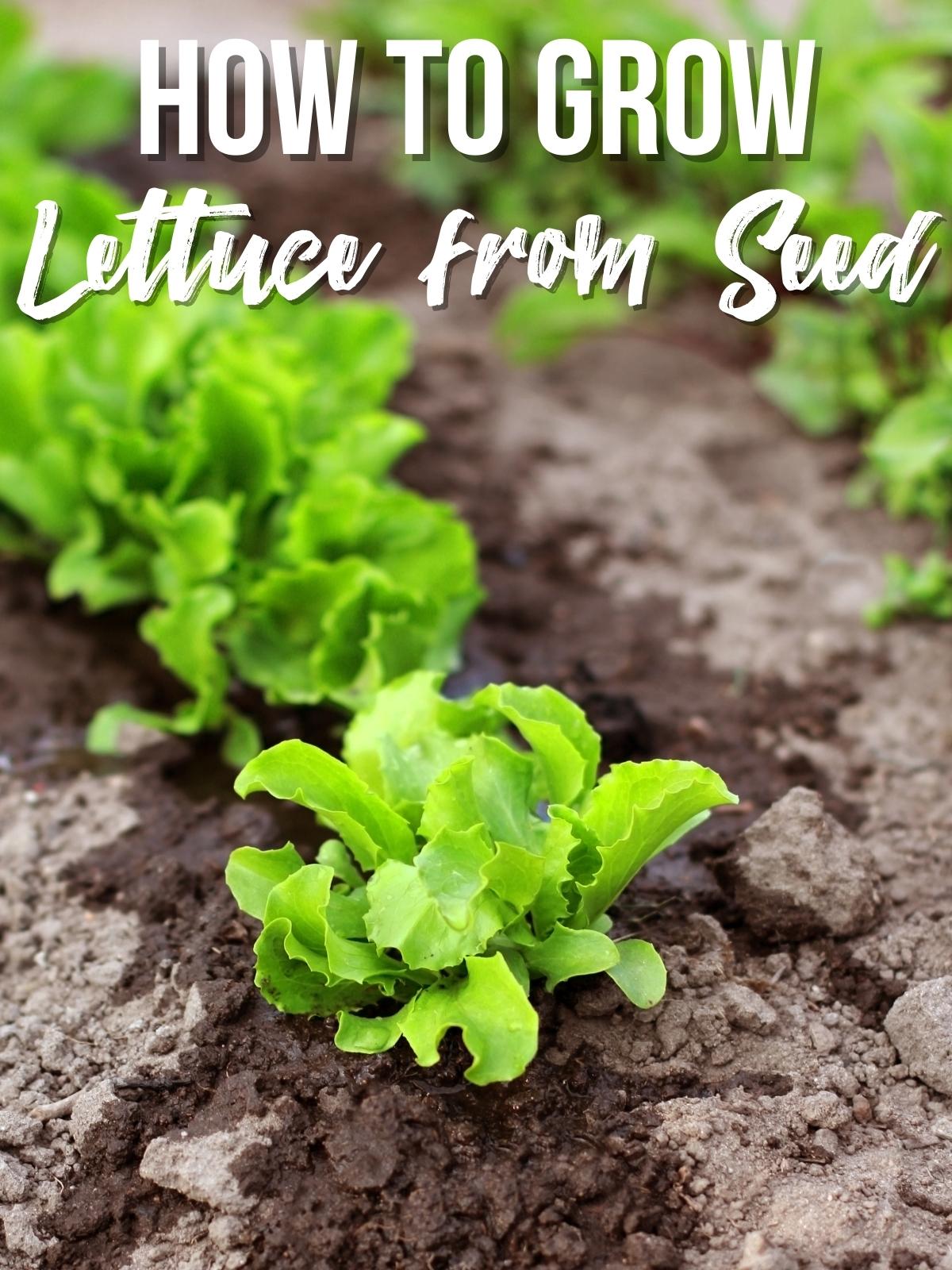 how to grow lettuce from seed