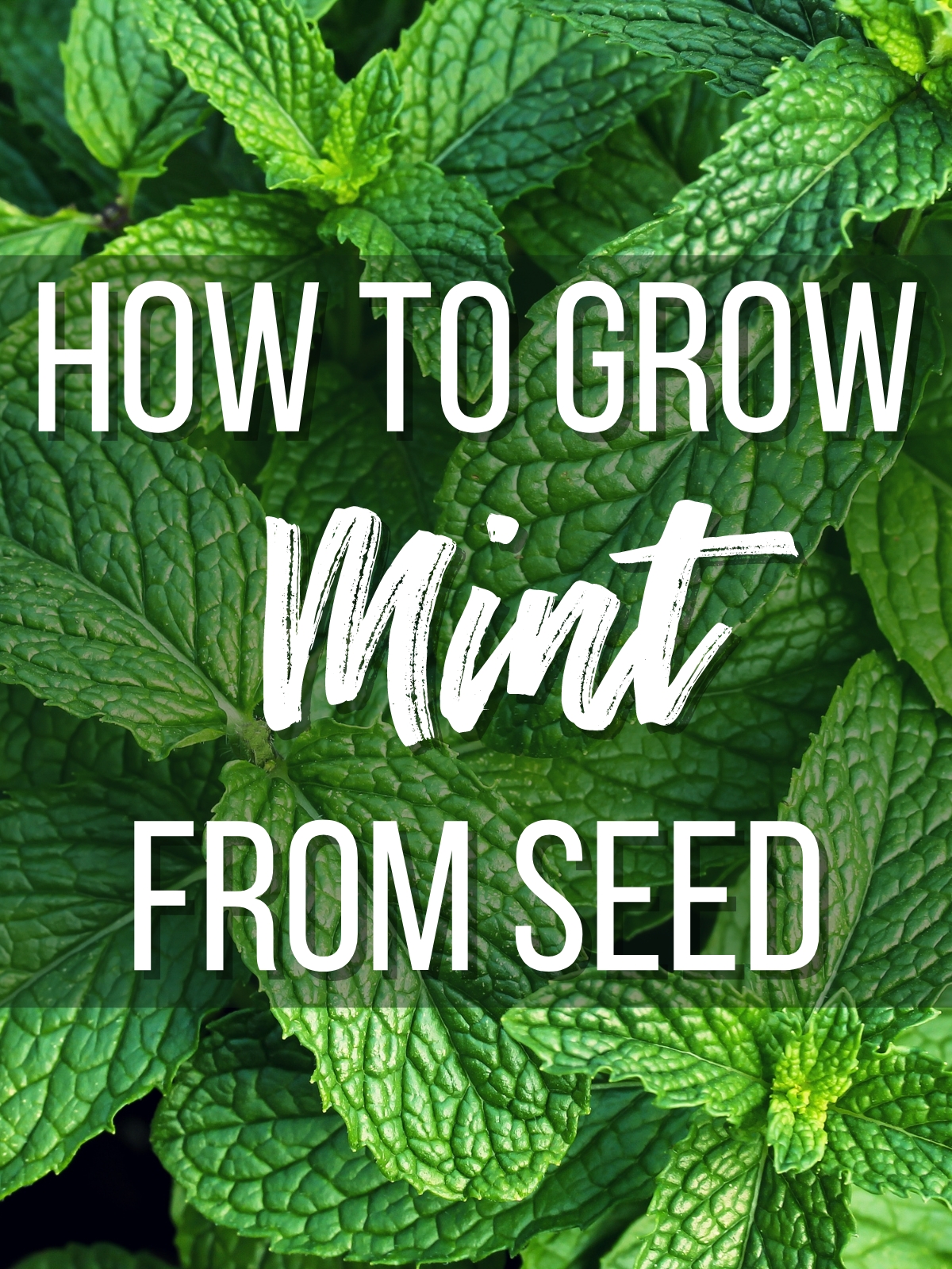 how to grow mint from seed