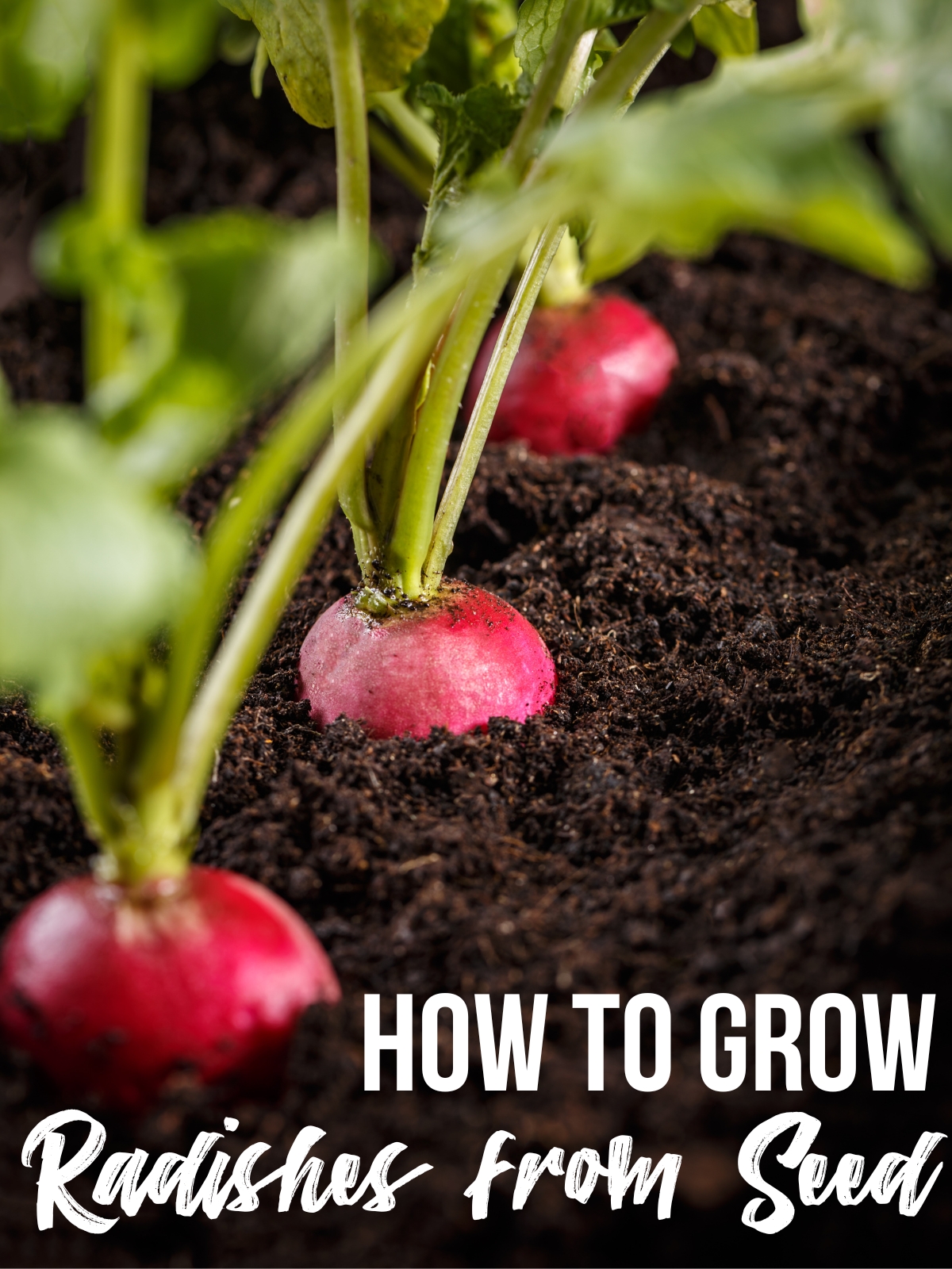 how to grow radishes from seed