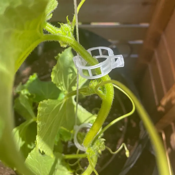 how to trellis cucumbers on a string