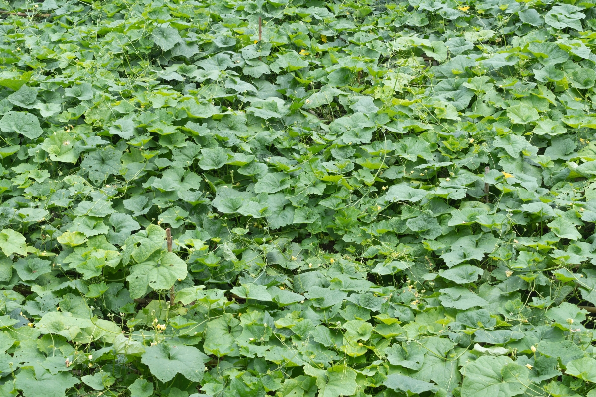 large patch of cucumber vines sprawling over the ground