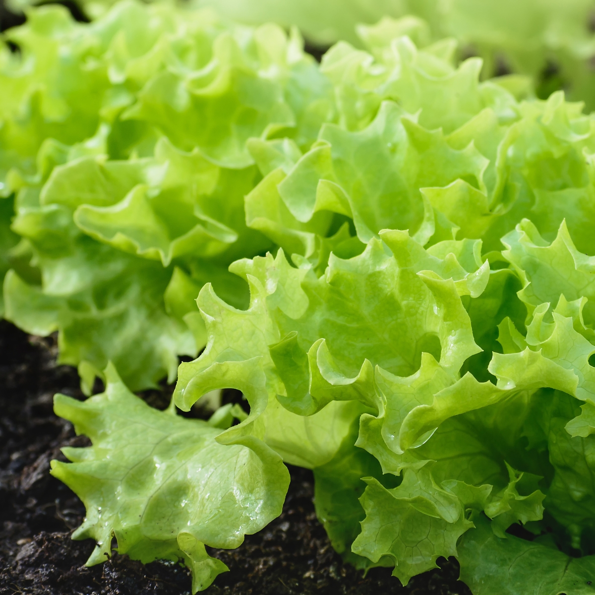 leaf lettuce grown from seed
