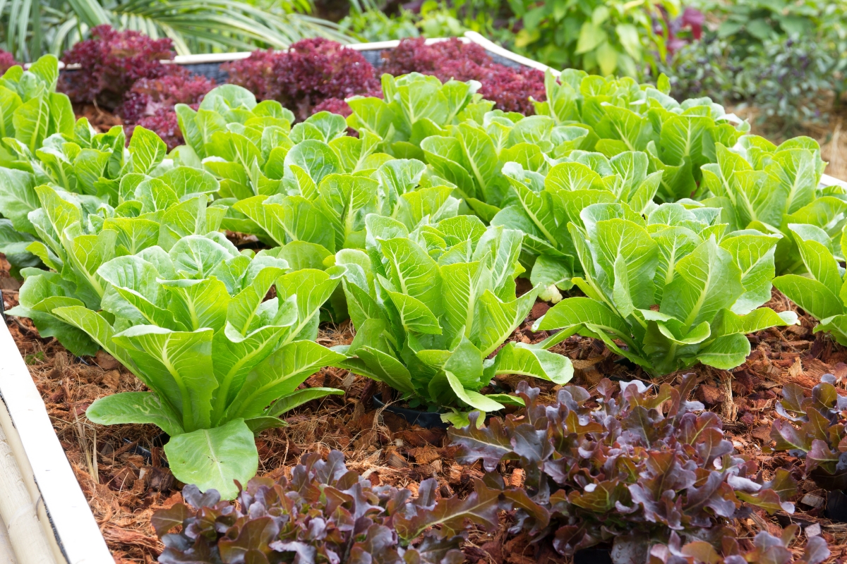 various types of lettuce growing in a raised bed