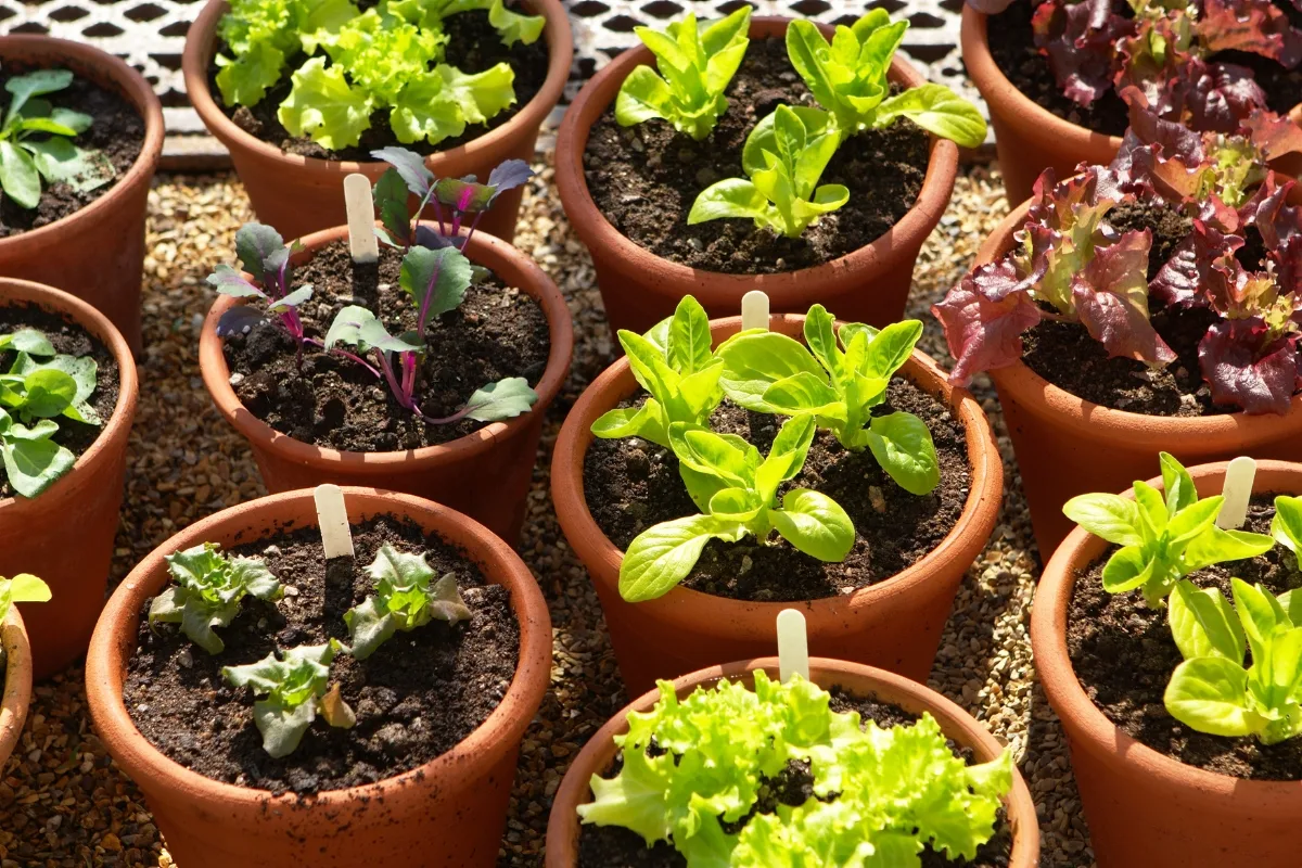 lettuce seedlings in pots