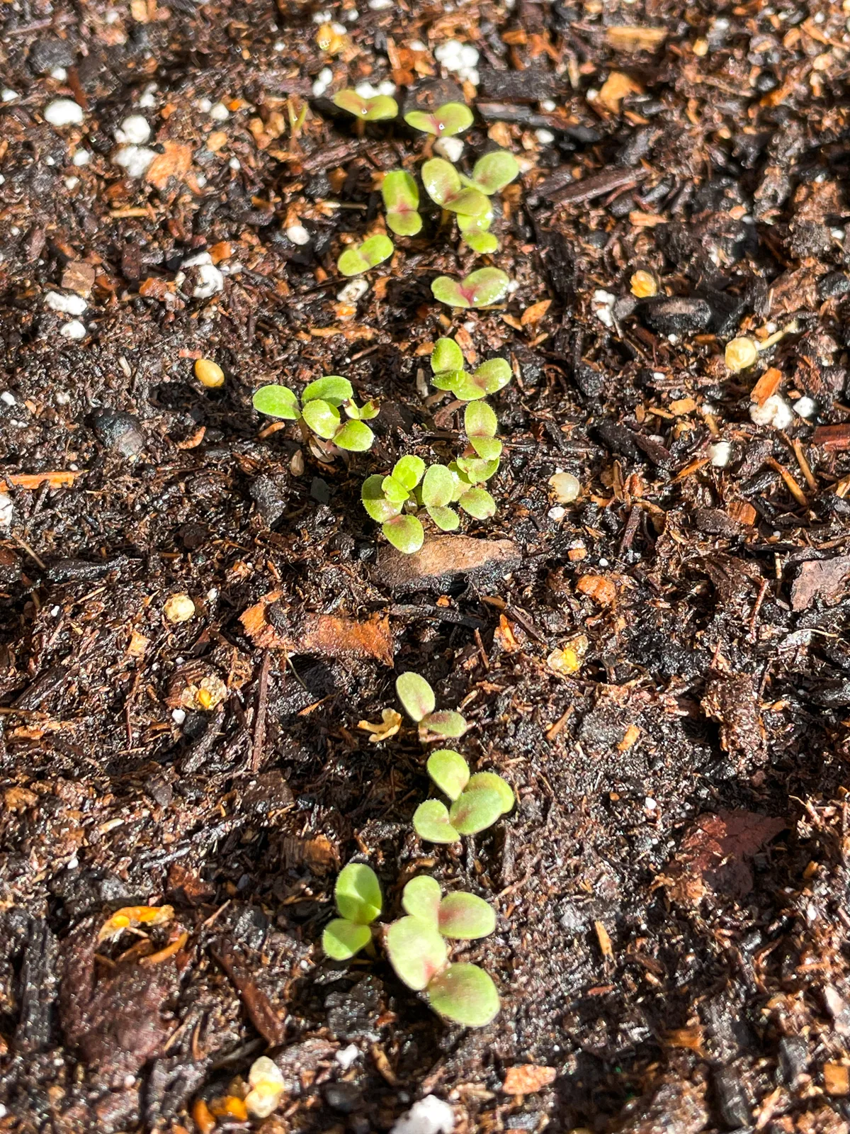 lettuce seedlings