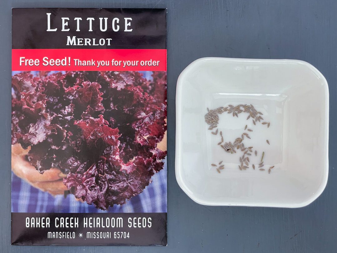 How to Grow Lettuce from Seed