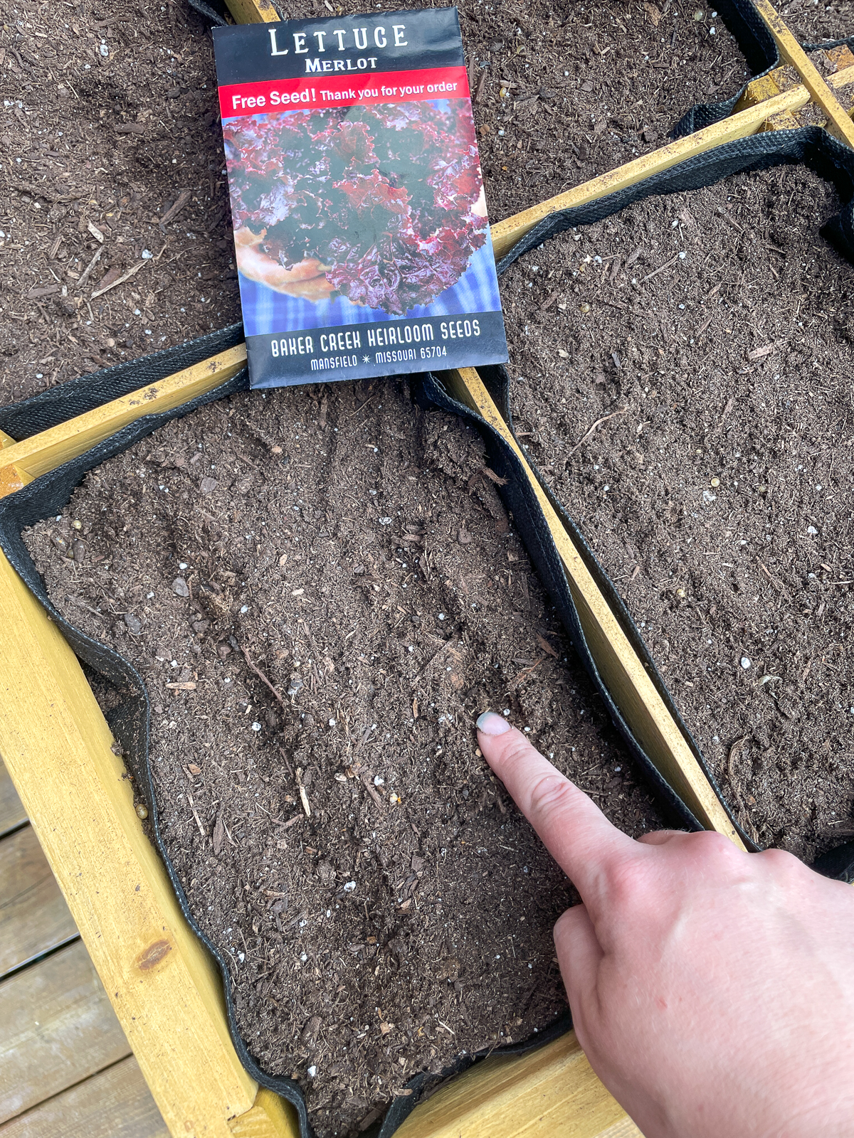 creating rows for sowing lettuce seeds in a grow bag